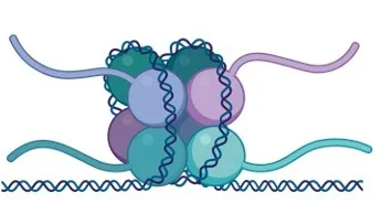 <p>Repeating subunit of chromatin in eukaryotic cells</p>
