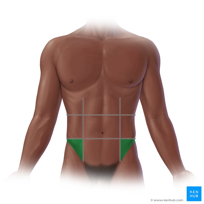 <p>groin area</p>