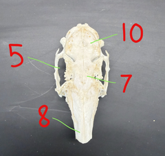 <p>10</p>