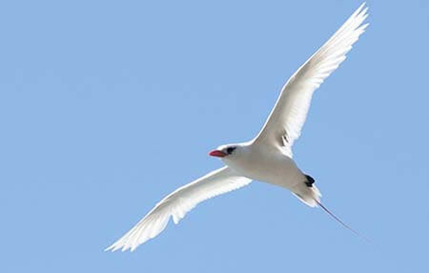 <p>holy spirit</p><p>- used in religious scenes</p>