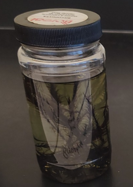 <ol><li><p>Name the Phylum</p></li></ol><p>Male have “spiky” tops gametophyte haploid produces sperm </p><p></p>