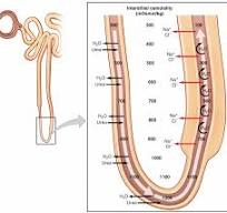 <p><strong>Is the ascending (up ) limb of the loop of Henle permeable to water?</strong></p>