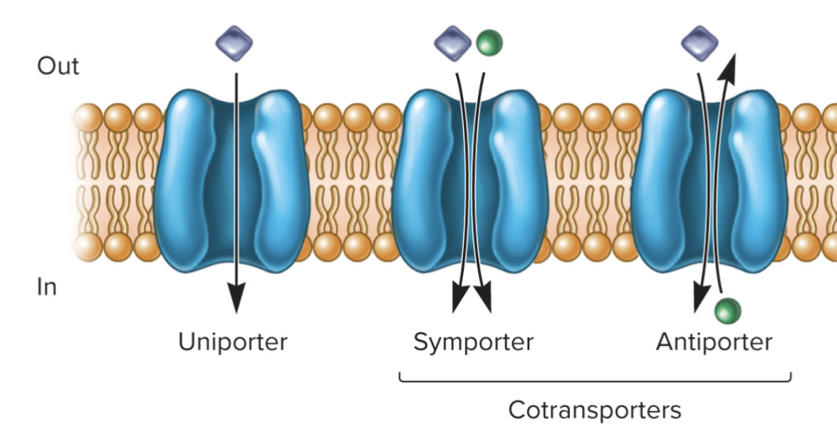 <p><span style="color: red;"><strong>Use potential energy of ion gradients to cotransport</strong></span></p><p><span style="color: red;"><strong>substances without modifying them.</strong></span></p><p>• Move both the ion and the substance across the membrane.</p><p><strong>• Symport</strong>—2 substances both move in the <span style="color: red;">same</span> direction.</p><p><strong>• Antiport</strong>—2 substances move in <span style="color: red;">opposite</span> directions.</p>