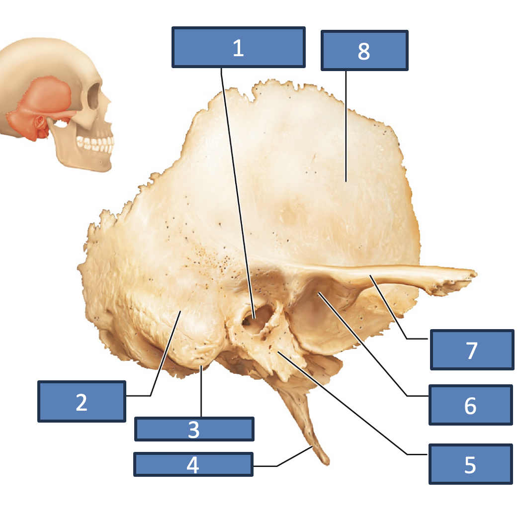<p>styloid process</p>