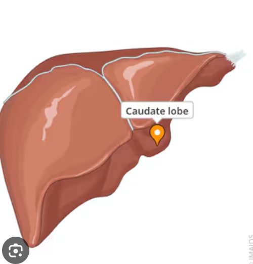 <ul><li><p>It is located near the IVC.</p></li><li><p>It is a separate lobe with a separate blood supply</p></li></ul><p></p>