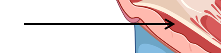 <p>What is this part of the heart?</p>