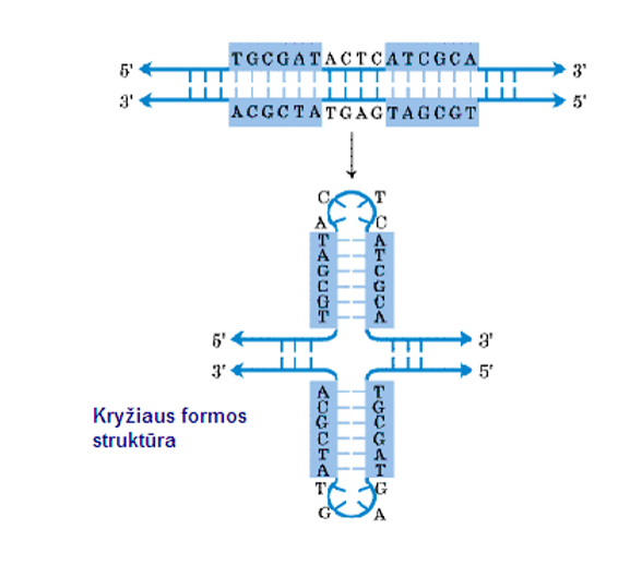<p>turi rast ant to pačio strand komplimentarius fragmentus</p>