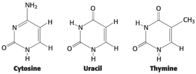 <p>bases with one ring</p>