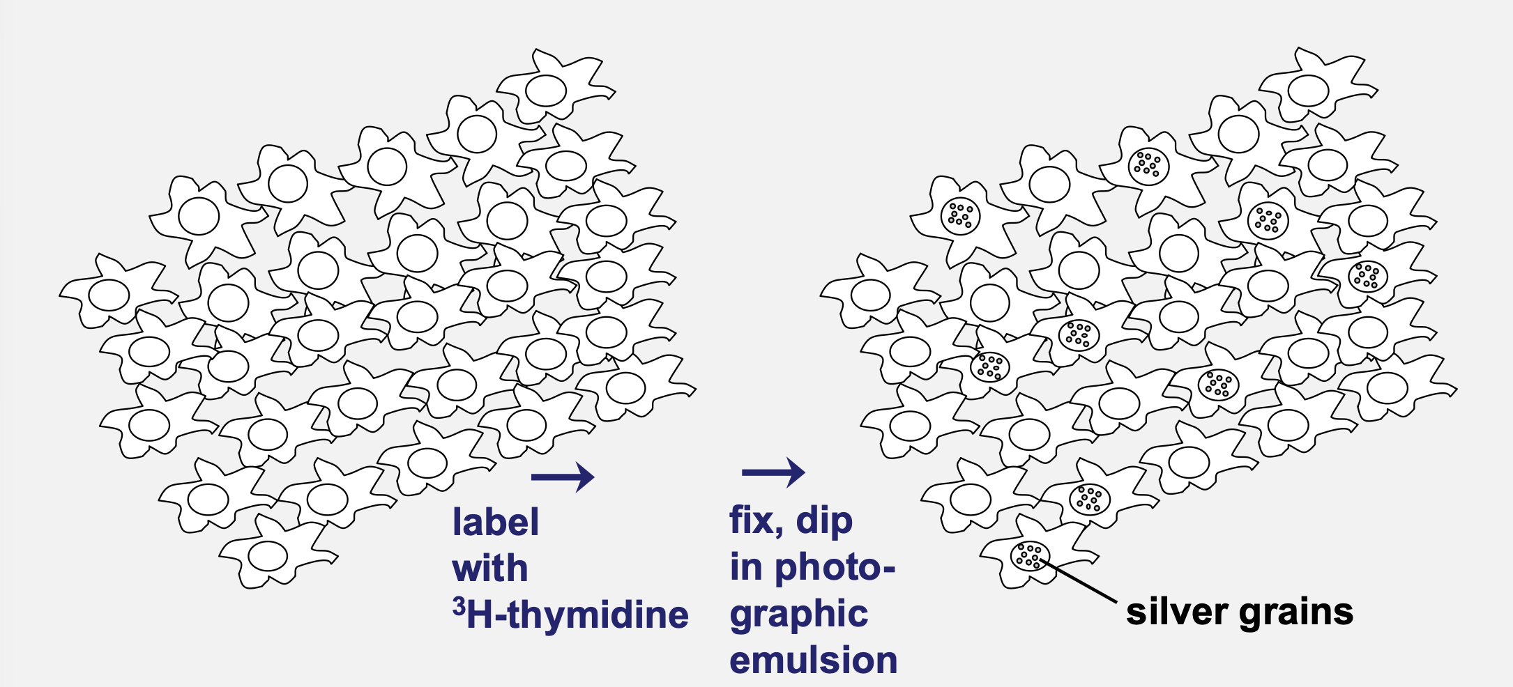 <p>How is S‑phase length measured?</p>