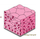 <p>Epithelial tissue</p>