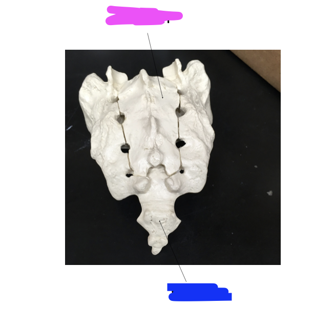 <p>fused into one coccyx (blue)</p>