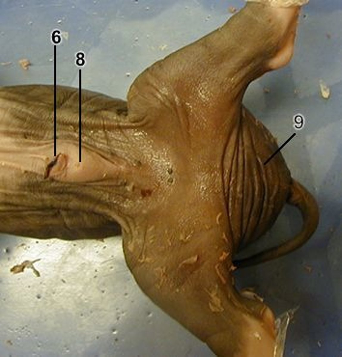 <p>8 = ?</p>