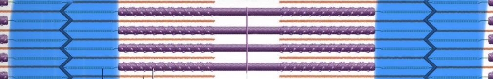 <p>distance between two a bands; no thick filaments</p>