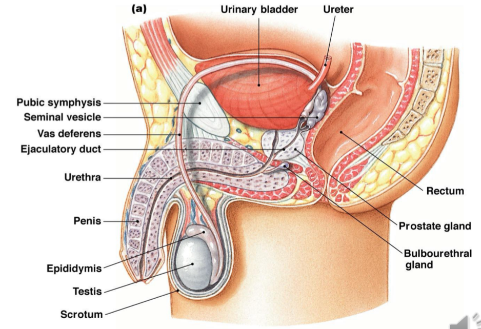 <ul><li><p>for XY</p></li><li><p>Main part: the testis</p></li><li><p>Urthera is connected by the reproductive system and the urinart system</p></li></ul><p></p>