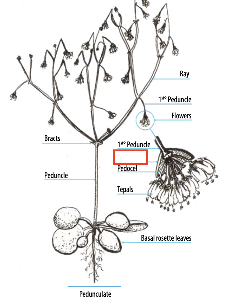 <ul><li><p>The cluster of bracts that subtends a flower</p></li></ul><p></p>