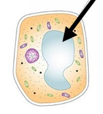 <p>compartments that contain fluid or solid substances</p>
