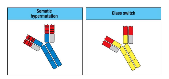 <p>Slower production of higher affinity antibodies</p><p class="p1">• Class switch recombination unlocks new effector functions</p><p class="p1">• Differentiation into memory cells can provide durable protection</p>
