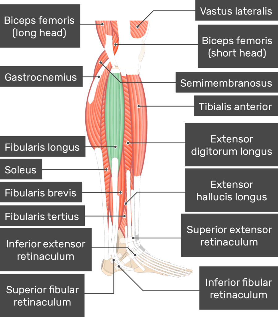 <p>Upper lateral surface of fibula, </p><p>head of fibula, and </p><p>occasionally the lateral tibial condyle</p>