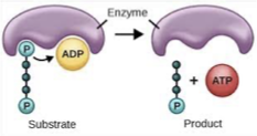 <p>direct production of ATP by transferring a phosphate group from a high energy organic molecule to ADP (ADP + high energy substrate = ATP); also synthesis of high energy phosphate bonds through rxn of inorganic phosphate w/ an activated organic substrate</p><ul><li><p>does not need O</p></li><li><p>does not need ETC</p></li><li><p>does not need proton gradient</p></li></ul><p></p>
