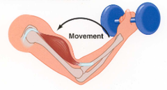 <p>same tension; muscle contracts; muscle length & joint angle changes; </p><p>2 types: concentric & eccentric</p>