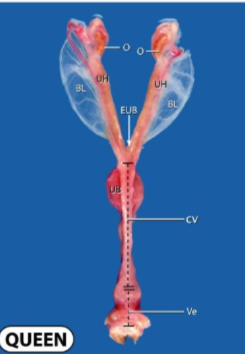 <p>Identify the anatomy</p>