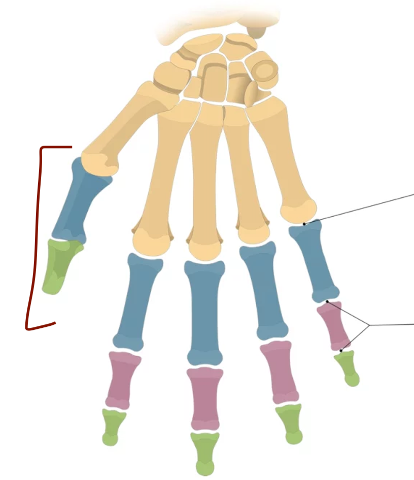 <p>latin for thumb</p>