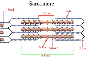<p>The region of the sarcomere where thick filaments are found.</p>
