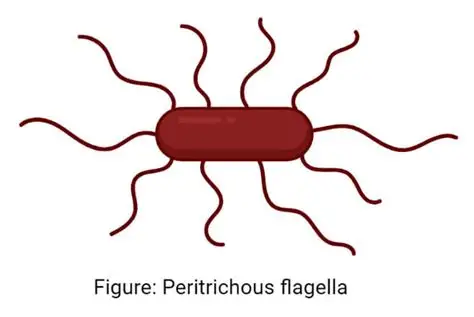 <p>having flagella over the entire cell</p>