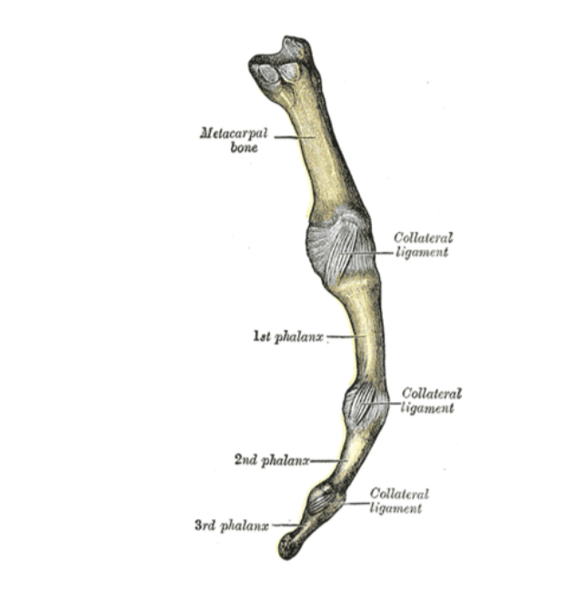 <p>Collateral ligaments.</p>