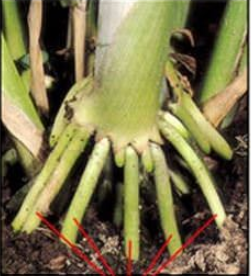 <p>type of root system?</p>