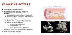 <p>Von Willebrand factor and collagen; under endothelium and exposed when endothelium is disrupted</p>