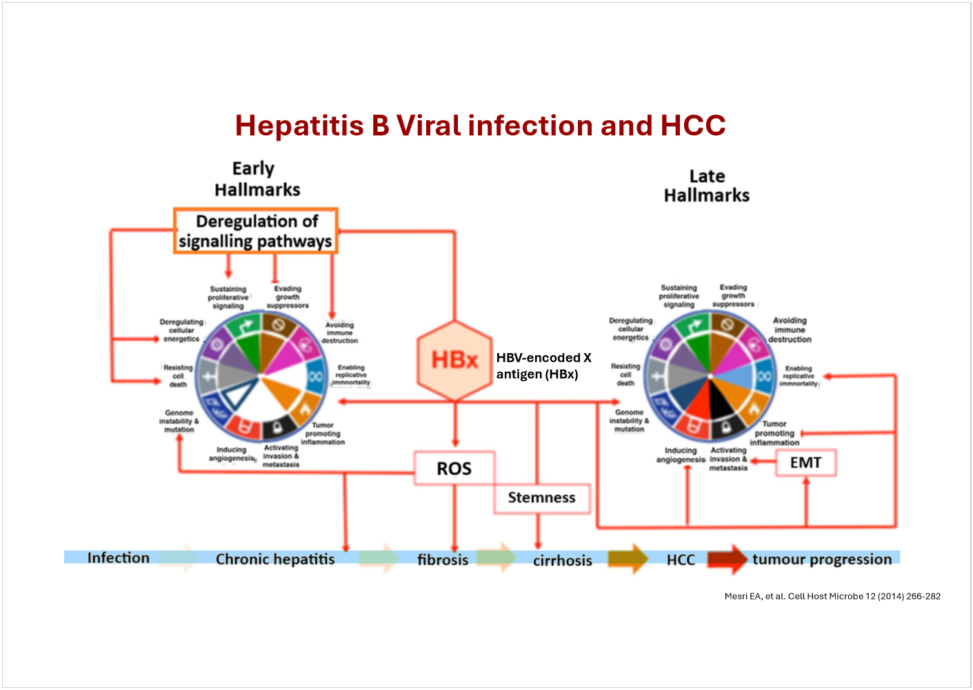 <p>Describe how Hepatitis B viral infection can lead to hepatocellular carcinoma </p>