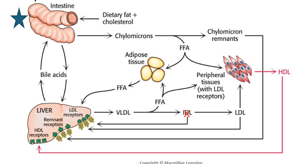 <p><strong>Role</strong>: Removes excess cholesterol from non-hepatic tissues</p><ul><li><p><span>They </span><strong><span>pick up cholesterol</span></strong><span> from non/extra-hepatic tissues and bring it back to the liver in a process termed</span><strong><span> reverse cholesterol transport</span></strong><span>.</span></p><ul><li><p><strong>Apolipoprotein-A1</strong> is associated</p></li></ul></li></ul><p></p>