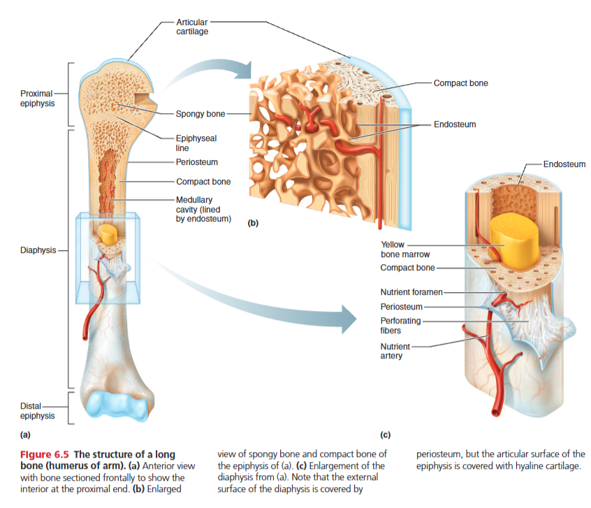 <p>bone shaft making up most of the length of the bones composed of compact bone “collar” with internal medullary cavity containing bone marrow</p>