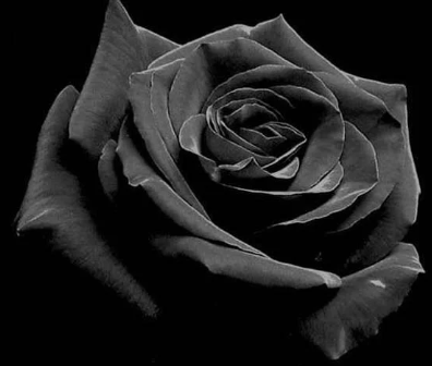 <p>Black</p>