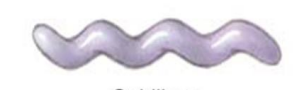<p>What shape of bacteria is this called?</p>