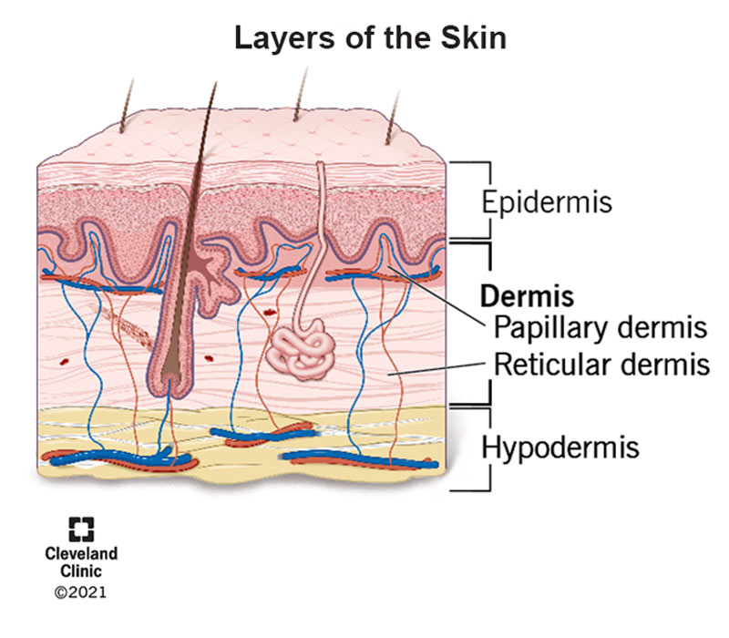 <p>Reticular Layer</p>