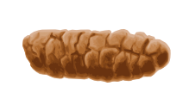 <p>Rate this on the bristol stool chart</p>