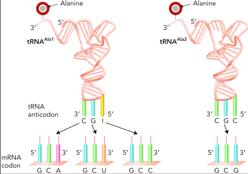 <p>a group of related tRNA molecules that contain the same linked amino acid but bind different codons; can also be a single tRNA that binds to different codons because of the 5’ wobble position in the tRNA</p>