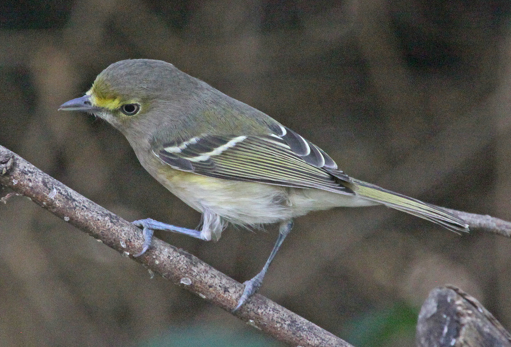 <p>Common name<br>Family</p>