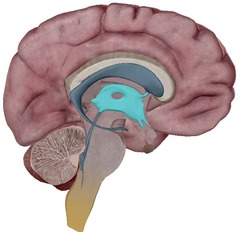 <p>the ventricle located in the center of the diencephalon</p>