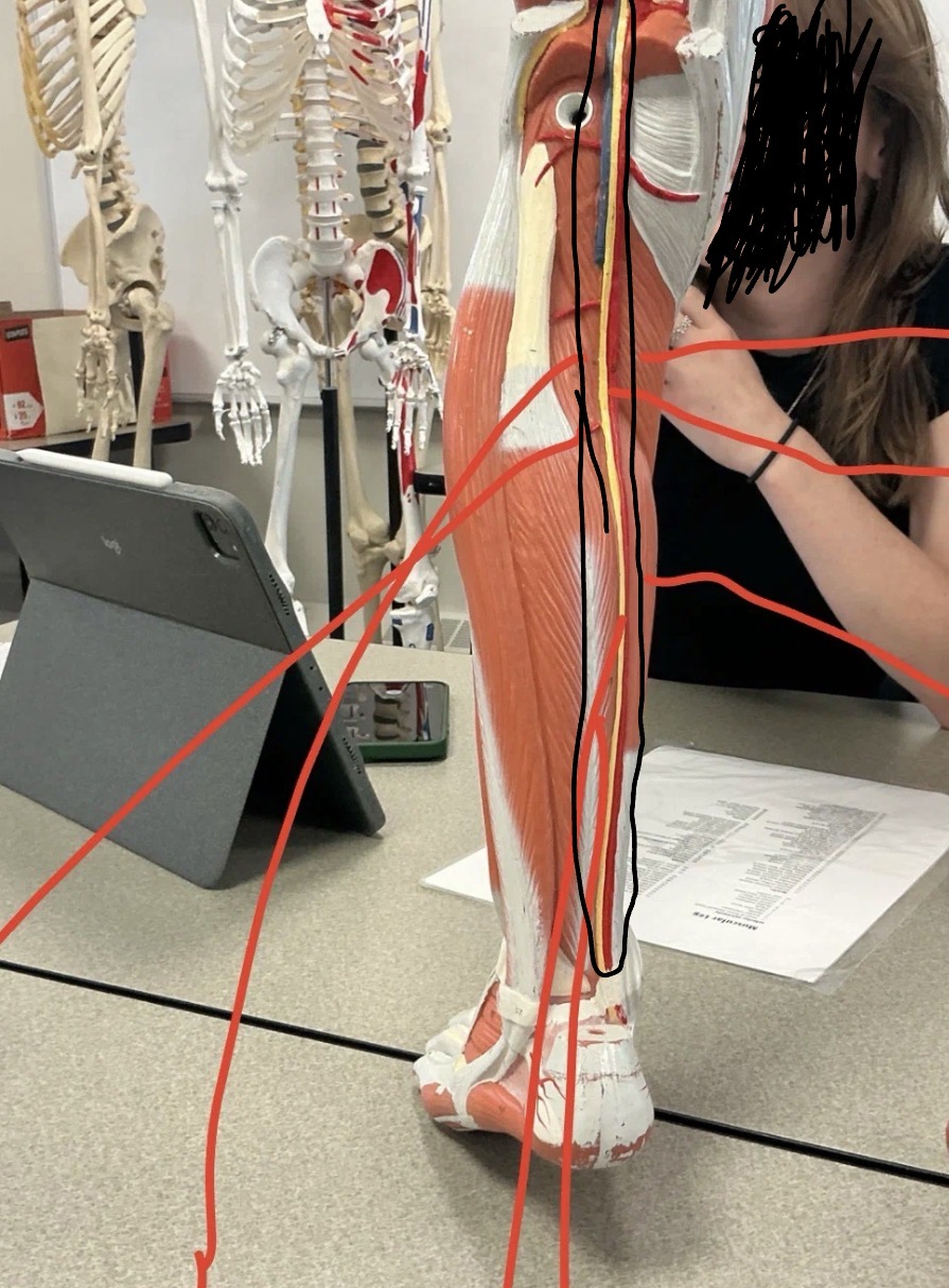<p>What nerve is this?</p>