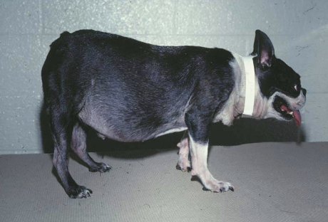 <p>What does this dog have?</p>