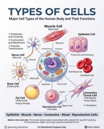 <p>Muscle cells</p><ul><li><p>long fiber like shaped (contract to generate force and create movement)</p></li></ul><p>Nerve cells</p><ul><li><p>neurons (central cell body with axon and dendrites)</p></li><li><p>transmit signals/communication </p></li></ul><p>Epithelial cells</p><ul><li><p>closely packed in shapes arranged in layers </p></li><li><p>forms protective layers that cover outer body surfaces and line internal organs cavities and ducts</p></li></ul><p>Fat cells</p><ul><li><p>central fat droplet and nucleus on edge </p></li><li><p>stores energy as fat (insulates)</p></li></ul><p></p>