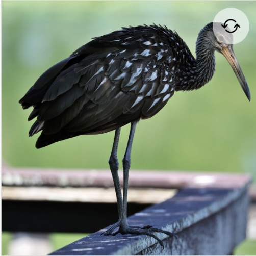 <p>Limpkin</p>