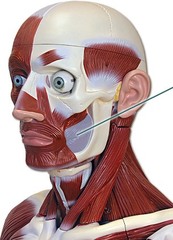 <p>contracts cheeks to narrow mouth/food bolus</p>