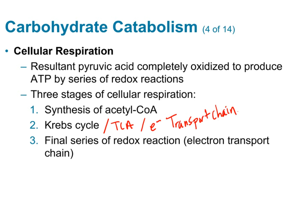 <p>Result pyruvic acid completely oxidized to produce ATP by series of redox reactions</p><p>3 stages of cellular respiration:</p><p>Synthesis of acetyl-CoA</p><p>Kreb’s cycle</p><p>Final series of redox reaction (electron transport chain)</p>