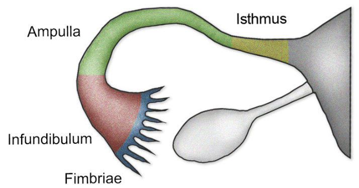 <p>Fallopian Tubes</p>