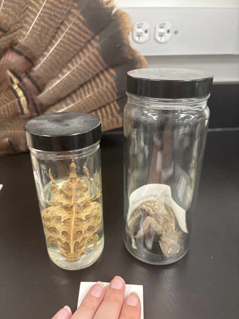 <p>What is this (phylum, subphylum, superclass, class, order, common name)?</p>