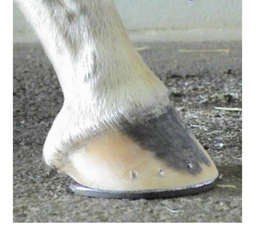 <p>is this poor or good quality hoof trimming/shoeing?</p>
